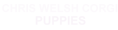 corgis.. logo copy