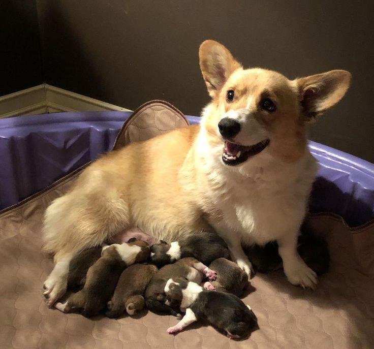 mom corgi