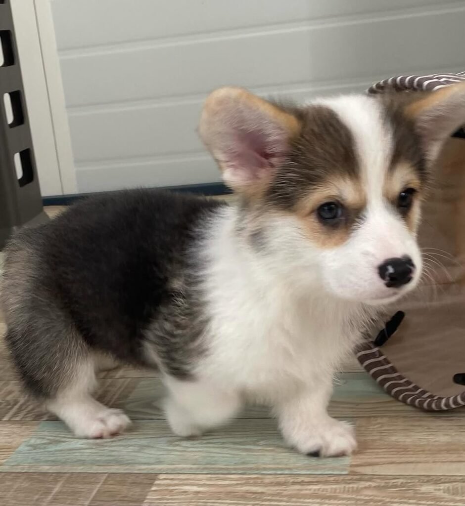bb